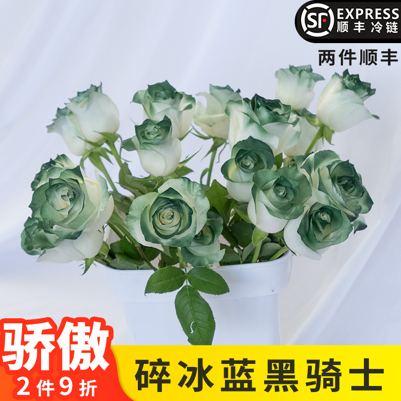 碎冰蓝骄傲白玫瑰鲜花云南基地直发真花鲜切花水养插瓶黑骑士喷色