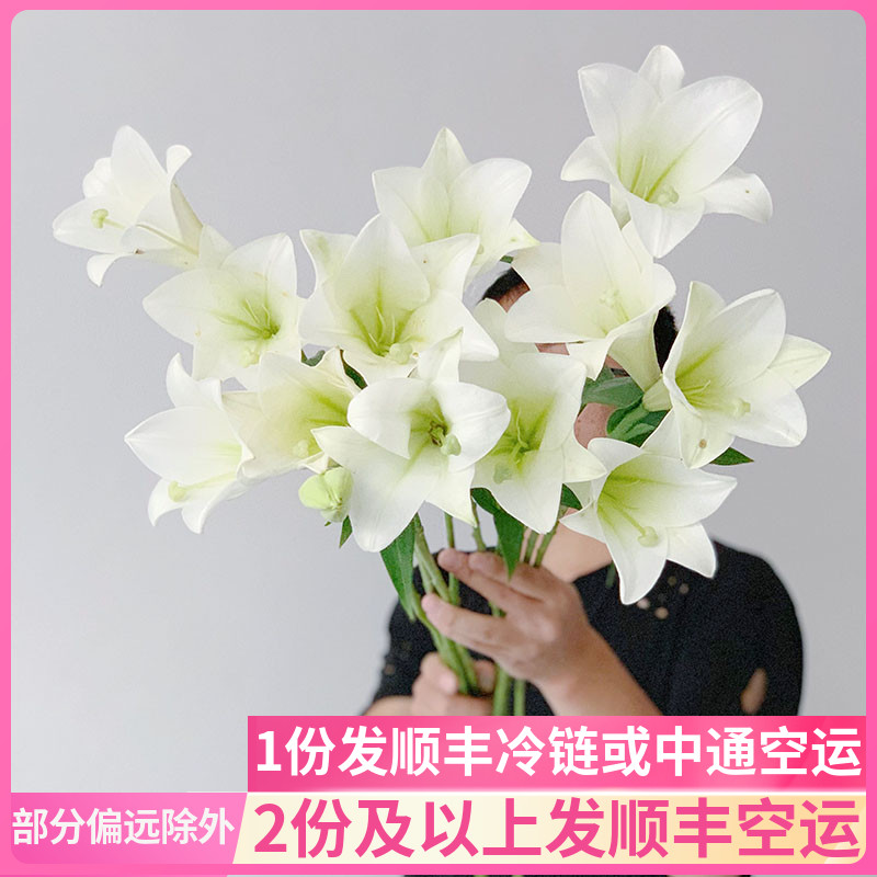 大头铁炮百合花云南斗南鲜花基地直发昆明花卉市场插花花市香水