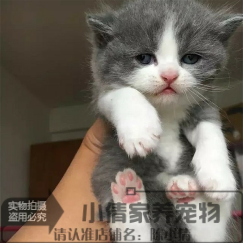 英短蓝白活体幼猫纯种蓝猫立耳幼崽英国短毛猫家养宠物猫咪小猫q