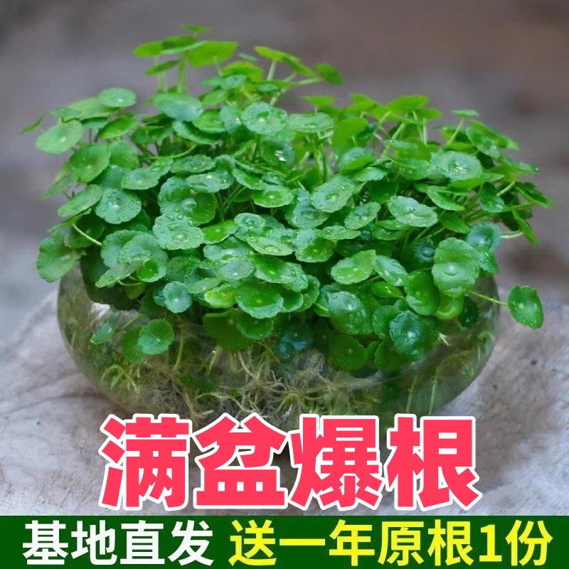 铜钱草水培植物盆栽室内小绿植花卉水养金钱草籽水生四季好养带叶