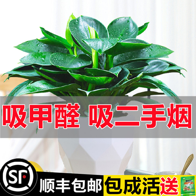 铂金钻盆栽绿萝箩花卉植物室内花水培绿植多肉好养发财树吸除甲醛