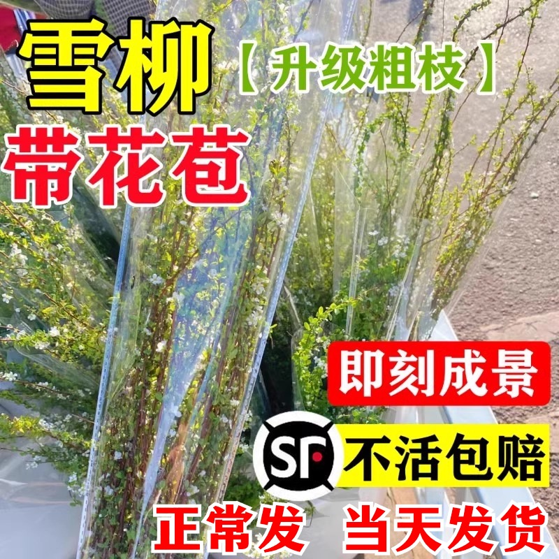 雪柳鲜枝带芽花苞水培绿植物干枝支水养花卉室内好养龙柳鲜切插花