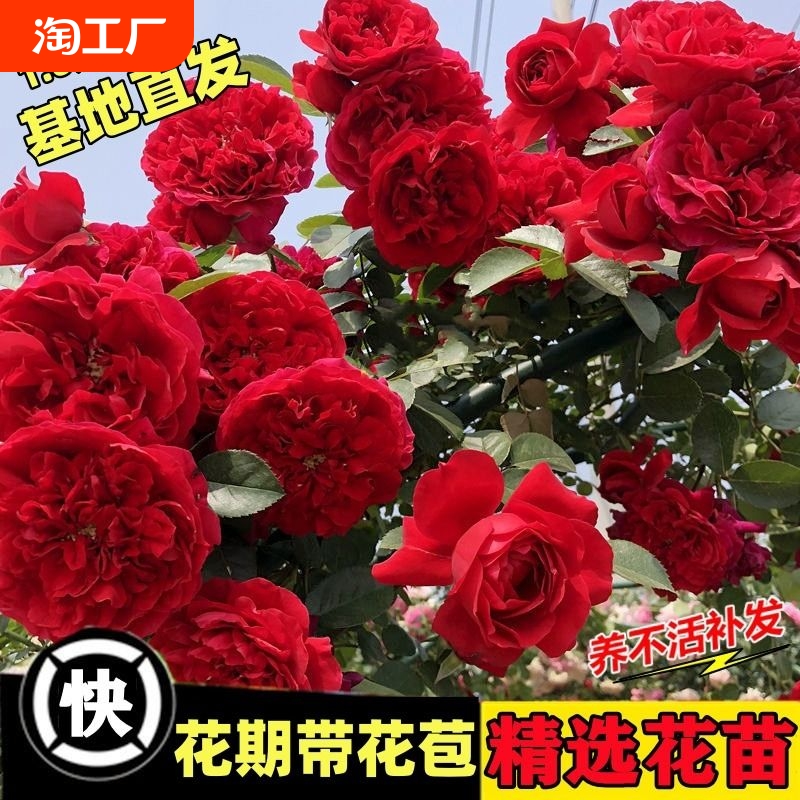 1米6大苗蔷薇花苗藤本月季花爬藤植物四季开花卉盆栽玫瑰阳台种植