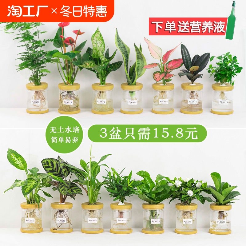 水培植物盆栽绿萝栀子花办公室内花卉小绿植四季好养多肉水养盆栽