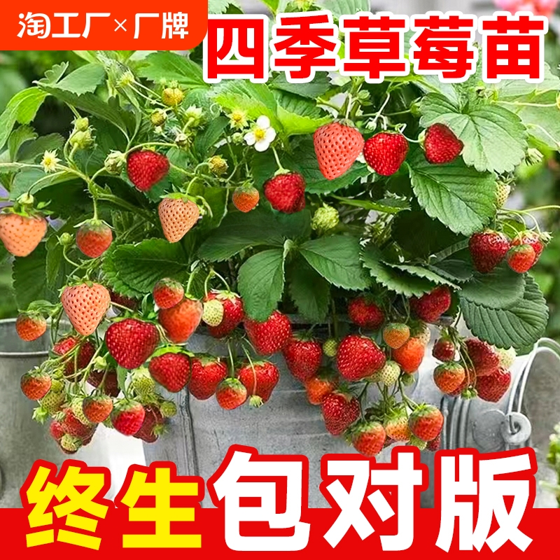 奶油草莓苗四季结果红颜盆栽带果绿植阳台室内南北方种植果苗秧苗