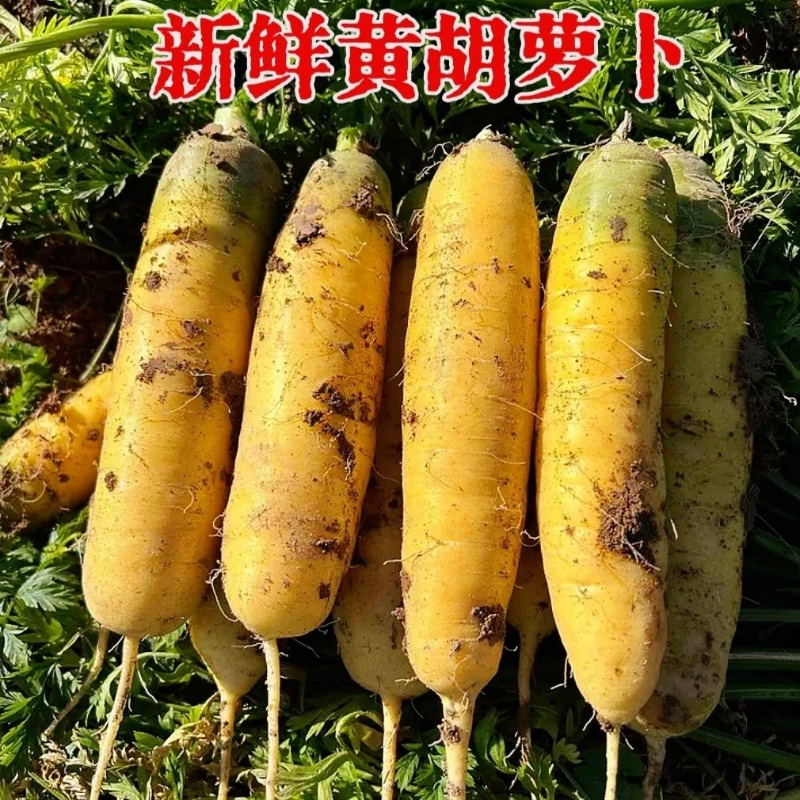 现发新鲜蔬菜水果金黄胡萝卜维生素农家蔬菜宝宝辅食新鲜清脆可口