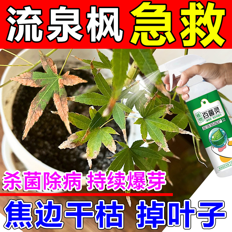 流泉枫营养液植物树叶子变黄根腐枯枝病专用药土一喷绿叶面肥克星