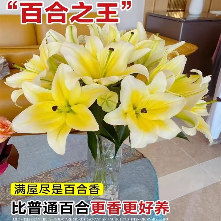 香水百合云南昆明基地现采直发真花鲜花水养插花家用办公同城速运