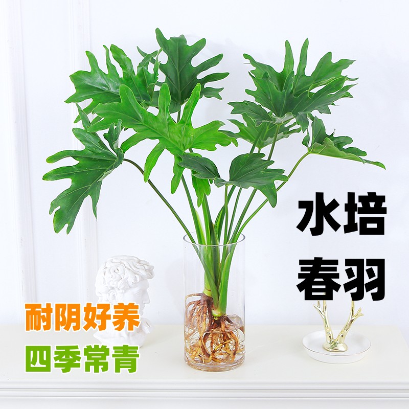 水培植物春羽盆栽蔓绿绒室内龟背竹春雨绿植常青绿萝好养办公桌面