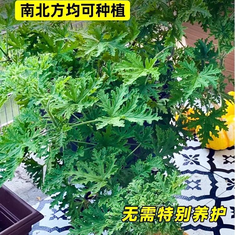 驱蚊草盆栽植物室外室内绿植祛蚊种籽子庭院香叶天竺葵开花防蚊虫