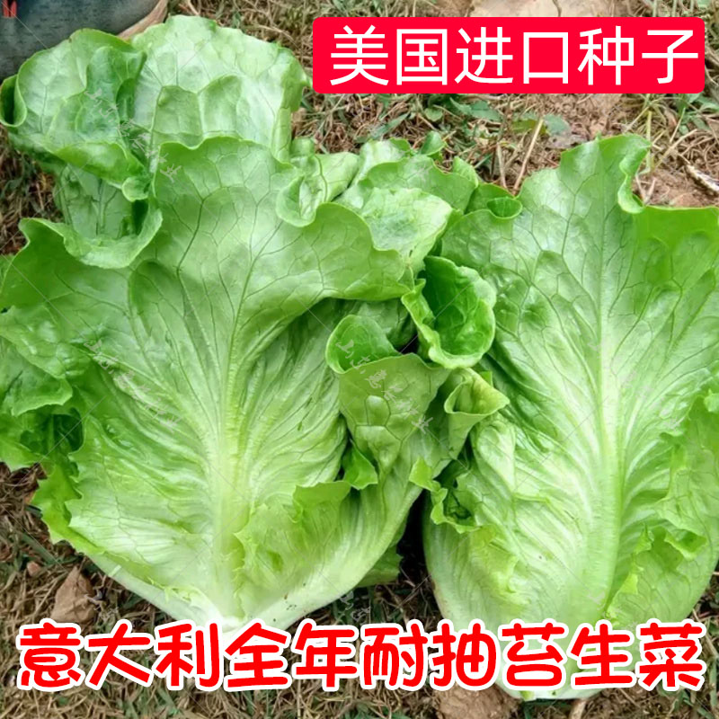 意大利耐抽苔生菜种子生菜种孑生菜种籽四季春秋冬种水培南方蔬菜