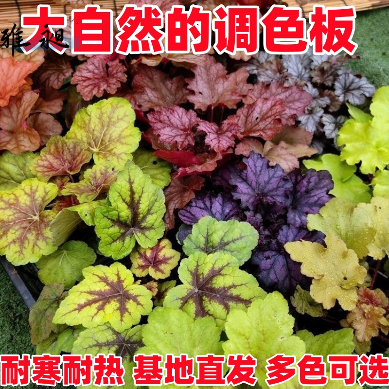 矾根植物盆栽中苗组合套餐耐寒阳台花园庭院室内四季观叶花卉包邮