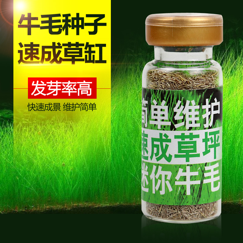 鱼缸装饰水草种子 前景活体造景 迷你真水草小对叶草皮种子牛毛毡