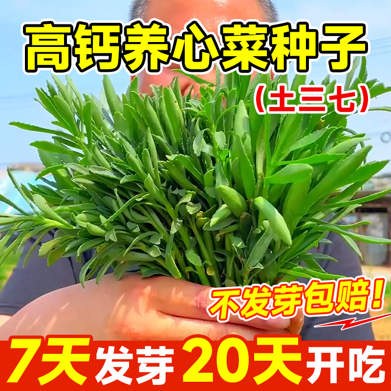 养心菜种子高钙四季蔬菜种孑庭院菜籽种植三七驱蚊草植物室外阳台