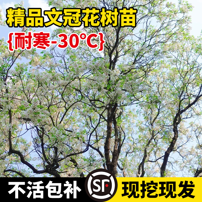 文冠花树苗浓香型四季开花耐寒室内外阳台庭院盆景花卉多年生植物