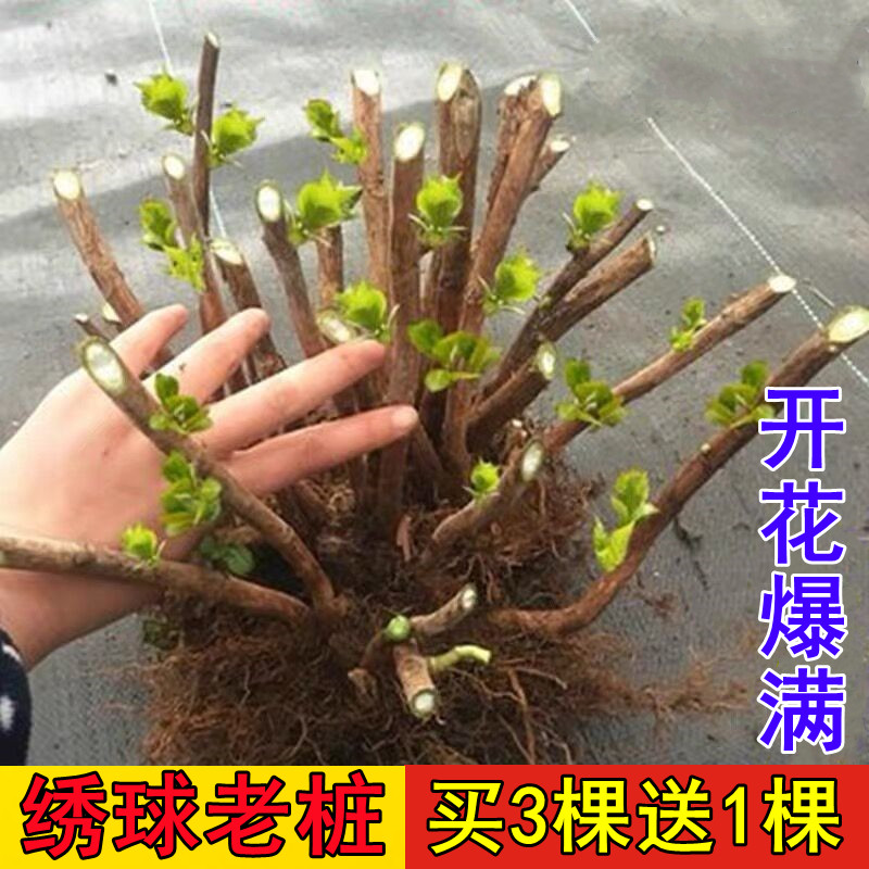 绣球花苗老桩无尽夏四季开花不断盆栽花卉植物室内阳台庭院易养活