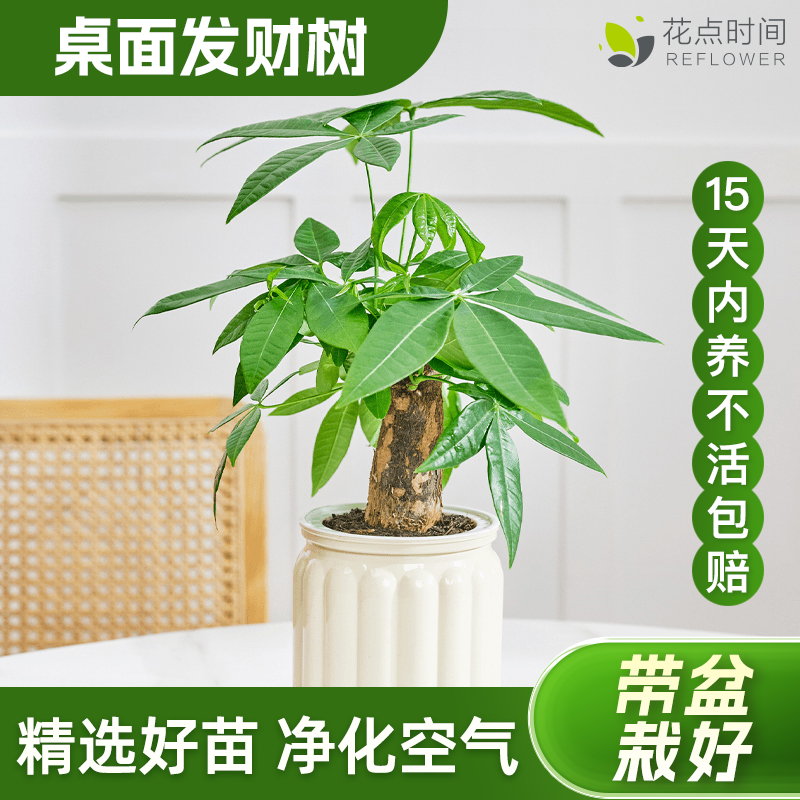 花点时间发财树绿植办公室内吸甲醛小盆栽绿萝植物好养易活