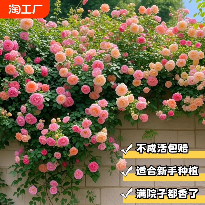 蔷薇花苗藤本月季墙微花树庭院爬藤植物花卉盆栽阳台玫瑰四季开花