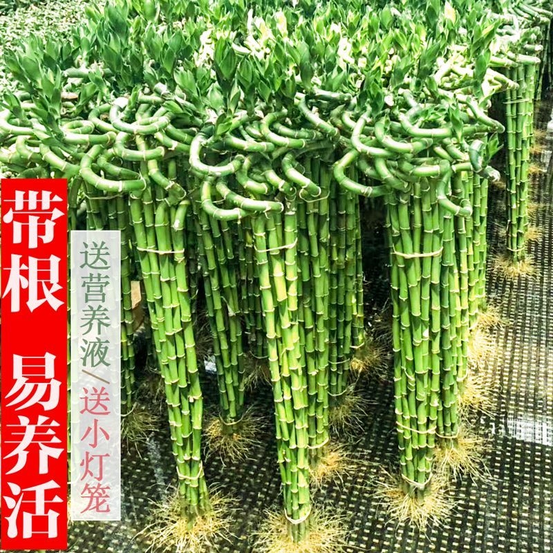 带根富贵竹转运竹水养植物盆栽客厅弯竹龙竹开运竹子招财水培绿植