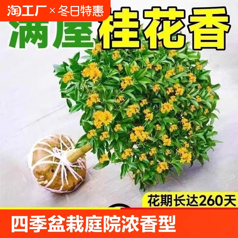 桂花树苗四季桂盆栽大树丹桂花卉植物室内绿植客厅易活好养阳台