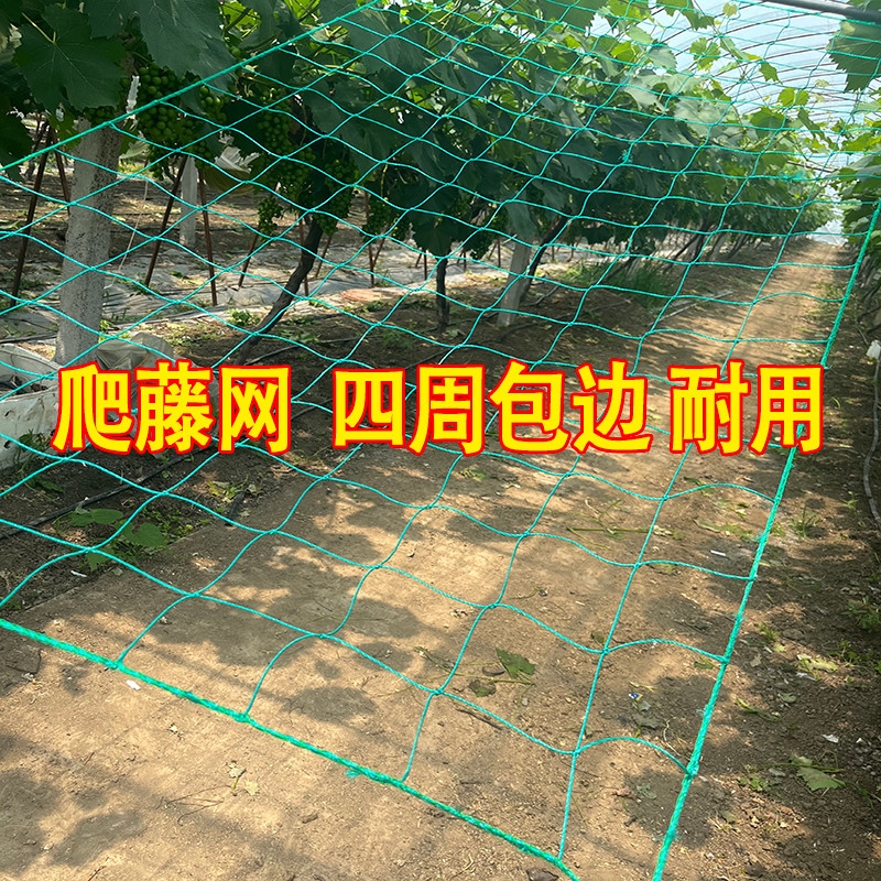 植物爬藤网园艺搭架网丝瓜苦瓜月季藤蔓攀爬种植网阳台耐用花园