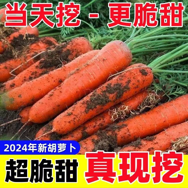 热销现挖带泥胡萝卜当季农家自种萝卜脆爽多汁水果蔬菜新鲜胡萝卜