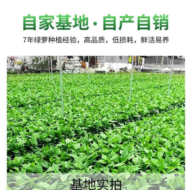 绿萝盆栽室内家用新房吸除甲醛净化空气花卉植物水培长藤大叶绿