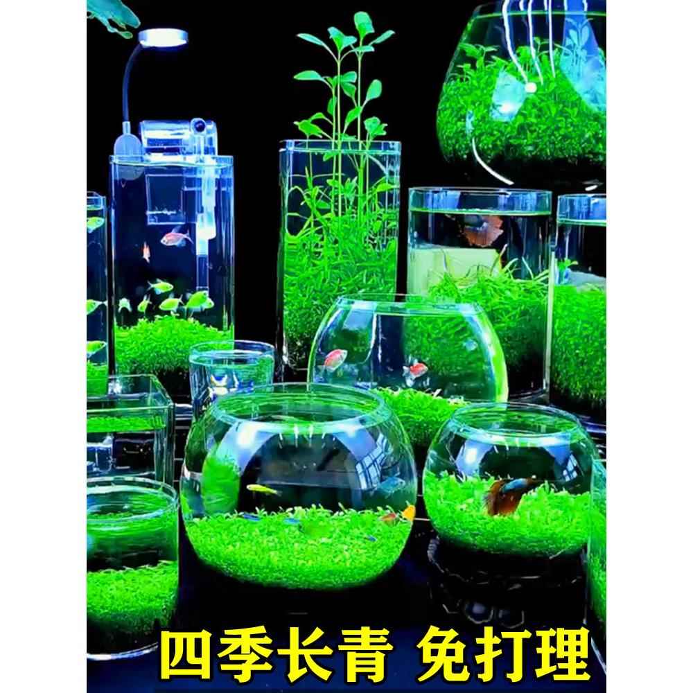 生态玻璃鱼缸小型乌龟缸水草种子籽植物真草造景桌面客厅家用装饰