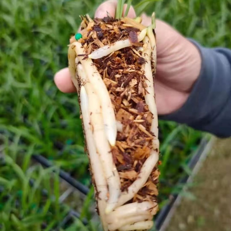 兰花盆栽专用土衫l树屑富含水杨酸适应各种绿萝虎皮绿植国兰兰花