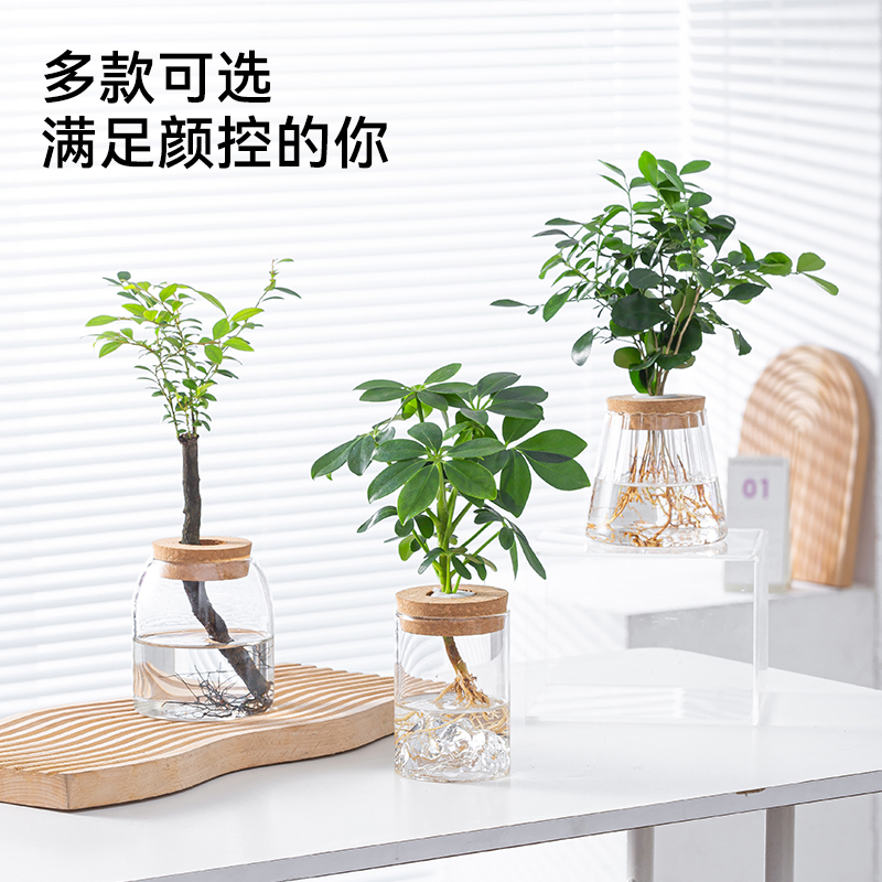 玻璃瓶水培植物春羽绿萝富贵竹办公室内桌面好养绿植花卉小盆栽