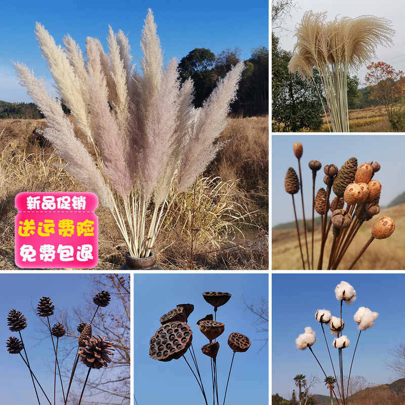 芦苇干花束真花松果风干莲蓬插花天然棉花装饰客厅摆件落地大蒲苇