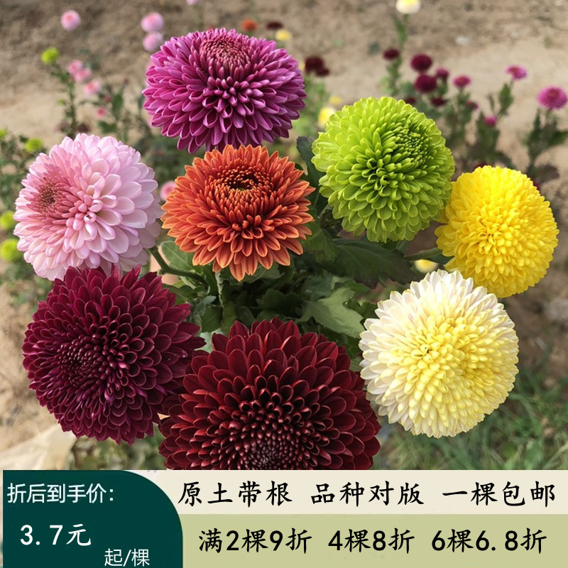 进口阳台盆栽乒乓菊花苗鲜花带花球形菊花四季开花植物美人菊包邮