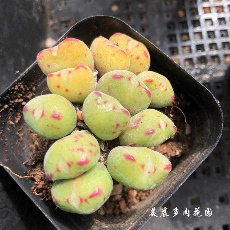 多肉植物元宝口笛群生花卉绿植盆栽创意生活阳台客厅卧室趣味可爱