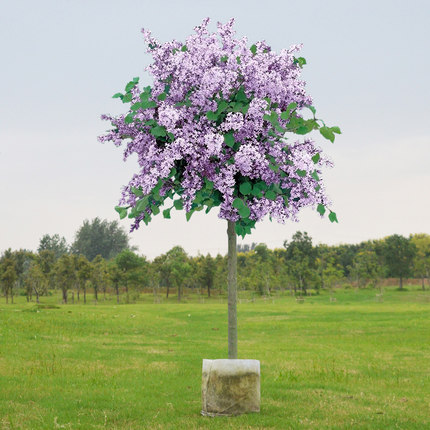 耐寒丁香花树苗盆栽浓香型四季开花紫丁香苗花卉室内庭院阳台植物