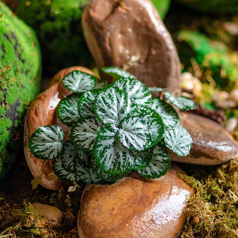 掬涵仿真圆海棠造景垂吊植物插花绿植墙雨林生态缸仿生微景观装饰