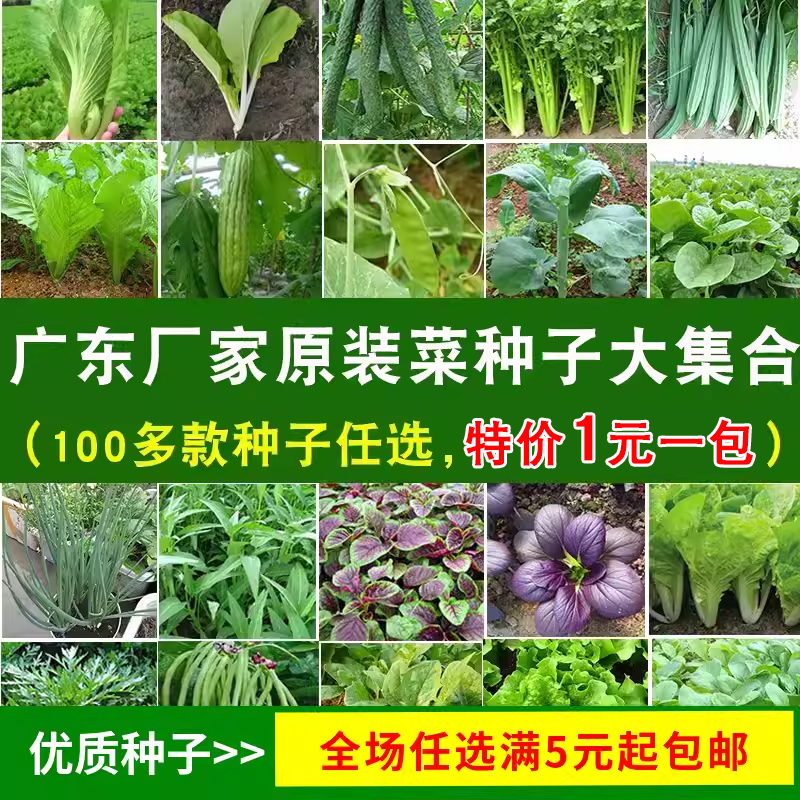 四季播蔬菜种子大全黄丝南西瓜生菜辣椒番茄空心白豆角生草莓籽孑