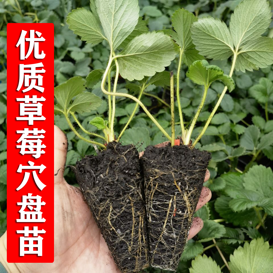 穴盘草莓苗章姬白雪草莓秧苗当年结果四季阳台种苗章姬红颜春冬季