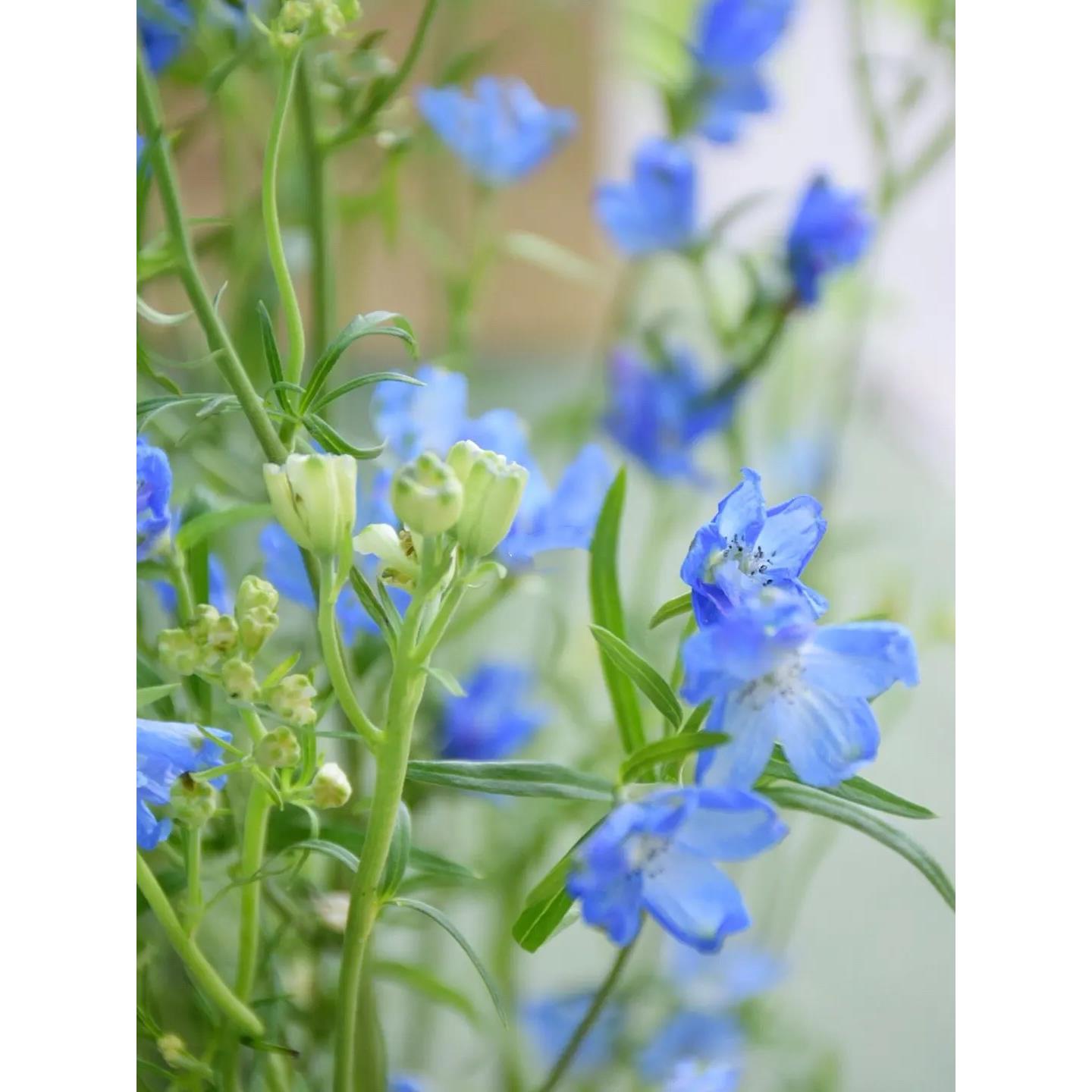 小飞燕鲜花花切云南斗南鲜基直发昆明花卉市ZIQ场地真花插花水养