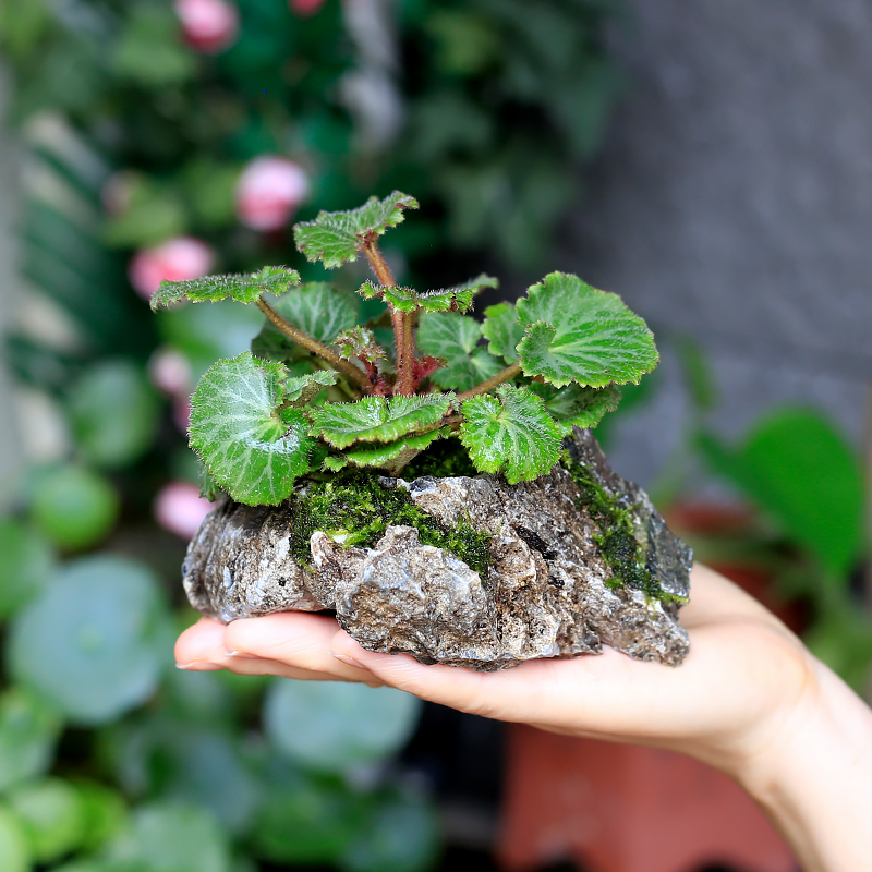 虎耳草小苗盆栽水草吸水石茶室桌面绿植苔藓微景观水陆缸水培植物