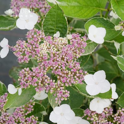 海蒂的花园 银边绣球多年生耐阴观叶观花阳台庭院植物花卉盆栽苗