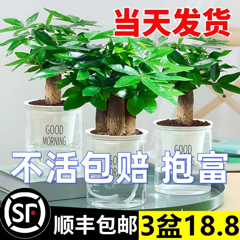 发财树小盆栽花卉绿植物办公室内吸甲醛绿萝文竹水培发财树好养