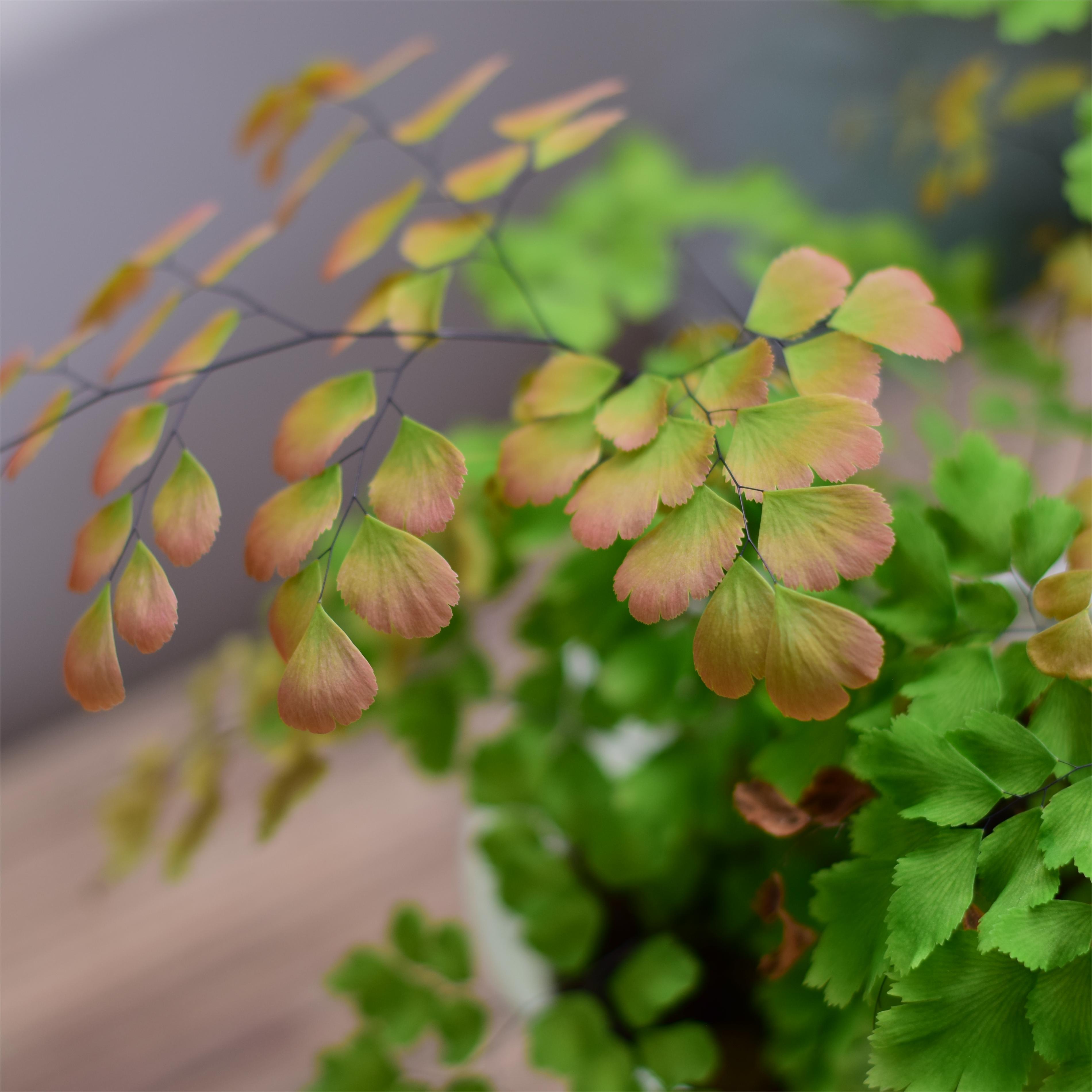 铁线蕨JoJoPlant 棉花糖蕨银币铁线蕨 耐阴雨林植物室内桌面盆栽