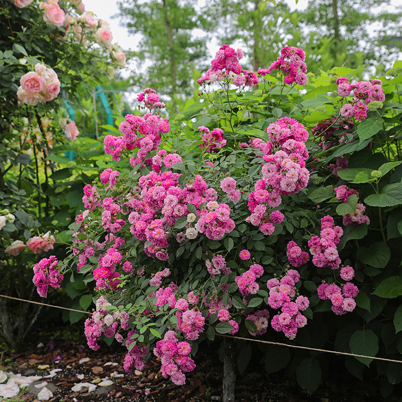 海蒂的花园 甜蜜马车欧月微型月季浓香花多阳台庭院花卉植物盆栽