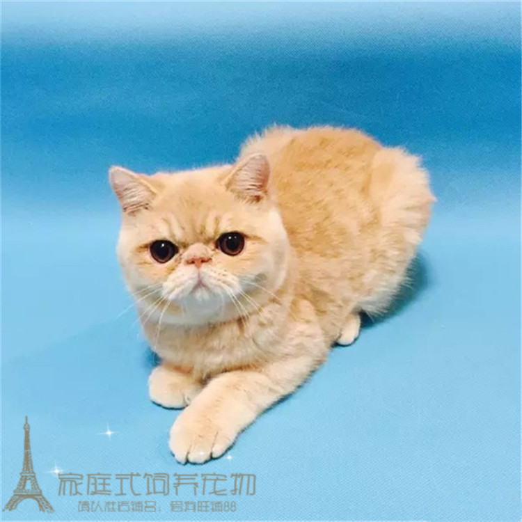 家养出售加菲猫纯种幼猫活体红虎斑宠物猫异国短毛猫家菲猫w