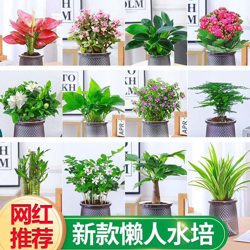 绿萝发财树栀子花多肉花卉盆栽植物室内薄荷富贵竹水培绿植好养活