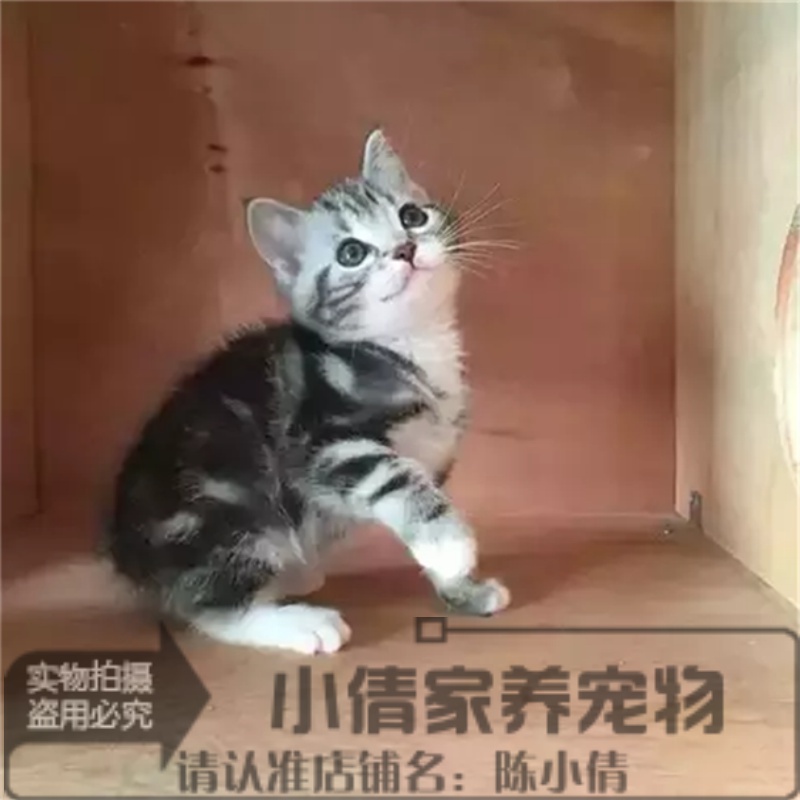 美国短毛猫宠物猫咪纯种美短加白起司立耳折耳活体幼猫公猫小猫q