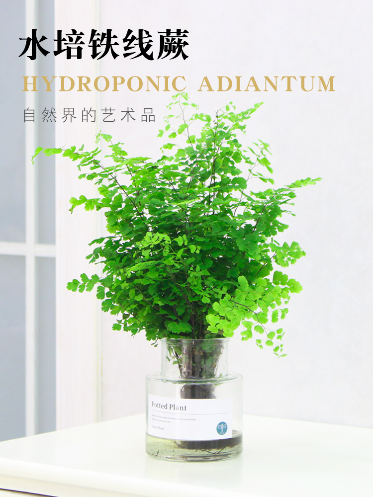 水培植物铁线蕨鸟巢蕨波斯顿蕨狼尾蕨室内绿植盆栽铁丝草客厅花卉