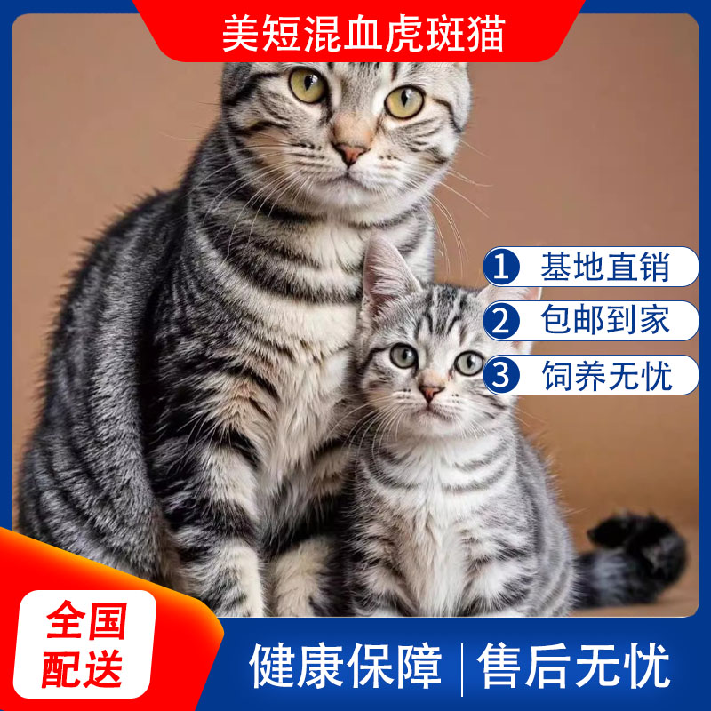 美短虎斑猫混血温顺网红小奶猫幼宠短毛猫宠物猫不掉毛好养活超萌