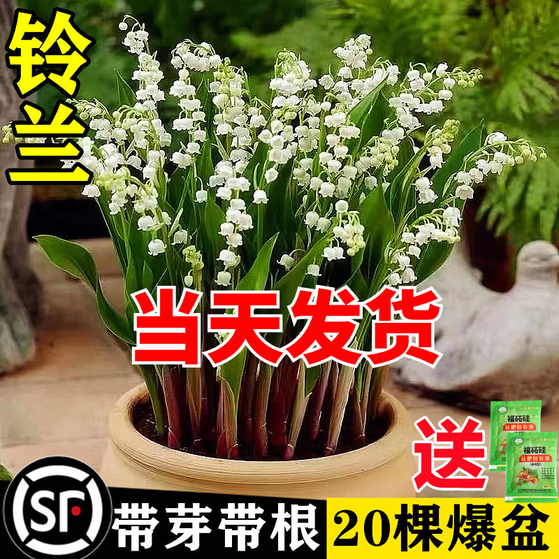 铃兰花苗带芽带根盆栽植物种球进口耐寒室内外花卉绿植四季开玲