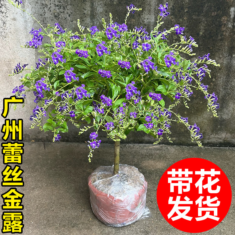 蕾丝金露花盆栽棒棒糖室内植物紫色鲜花阳台庭院耐热四季花卉绿植